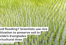 Growing rice can slow soil loss and the lowering of surface elevation. Frank Bienewald/Getty Images
